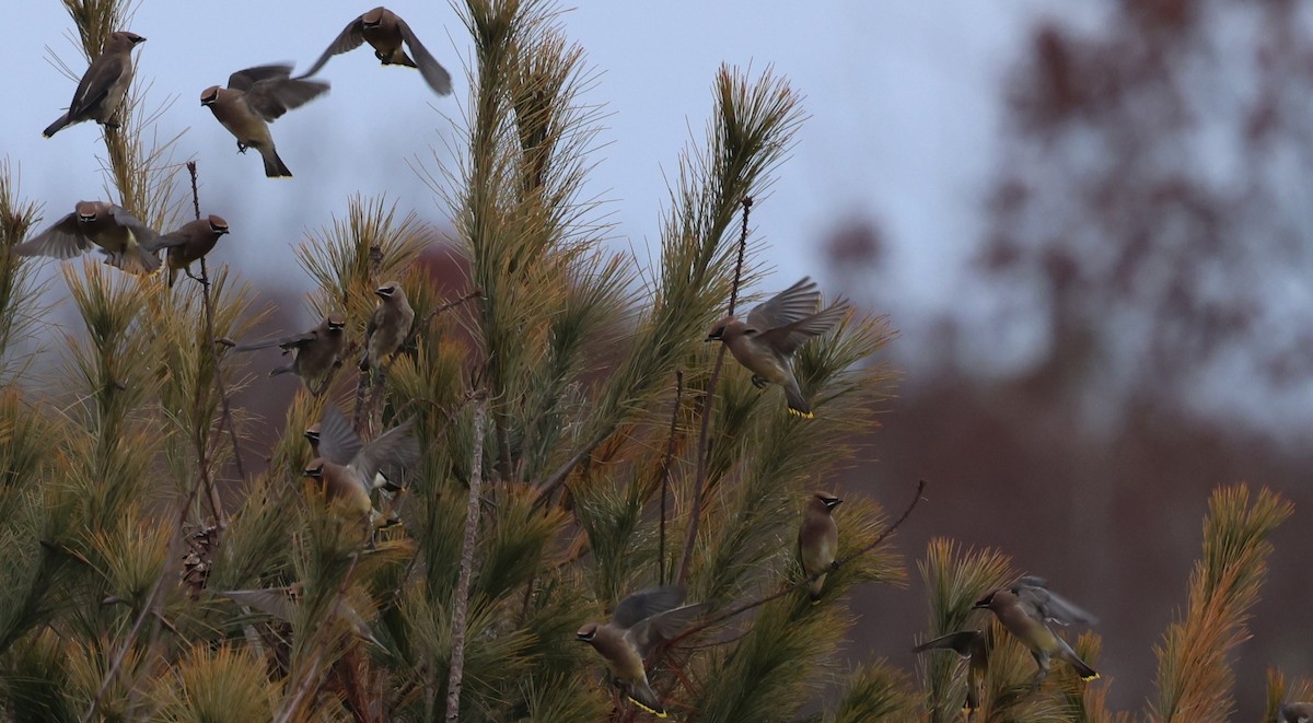 Cedar Waxwing - ML646258696