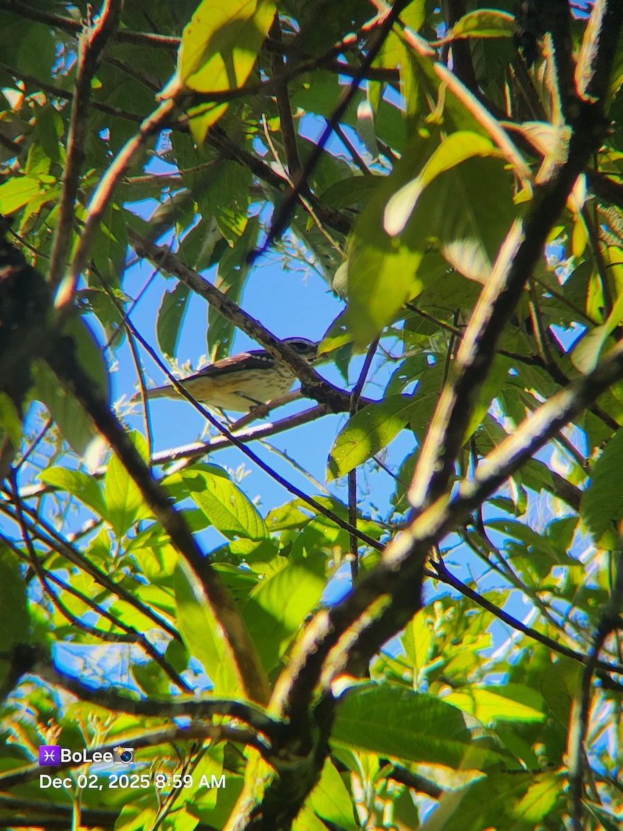 Розовогрудый толстонос - ML646258704