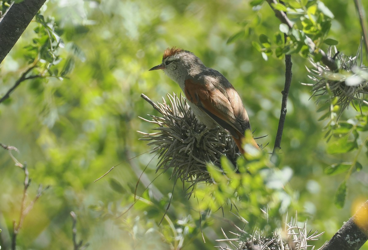 Bolivian Spinetail - ML646258706