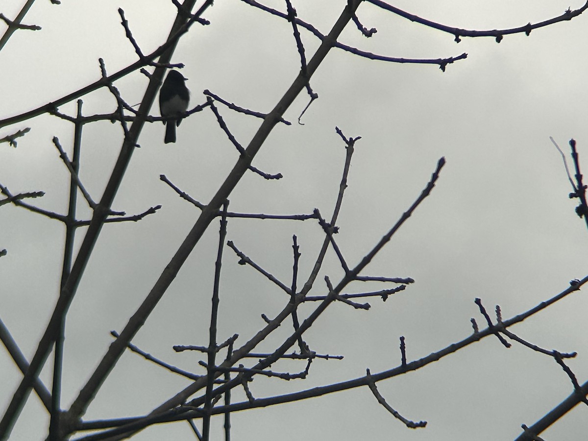 Schwarzkopf-Phoebetyrann - ML646258707