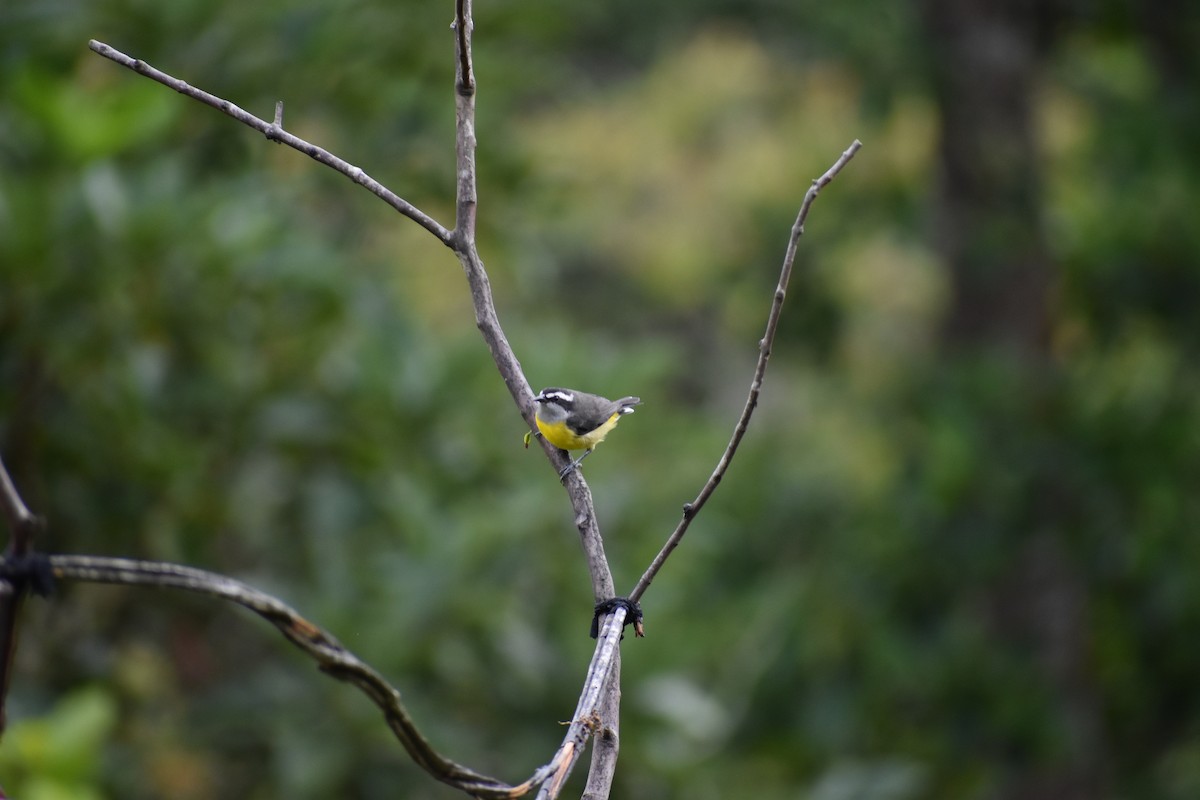 Цереба - ML646258715