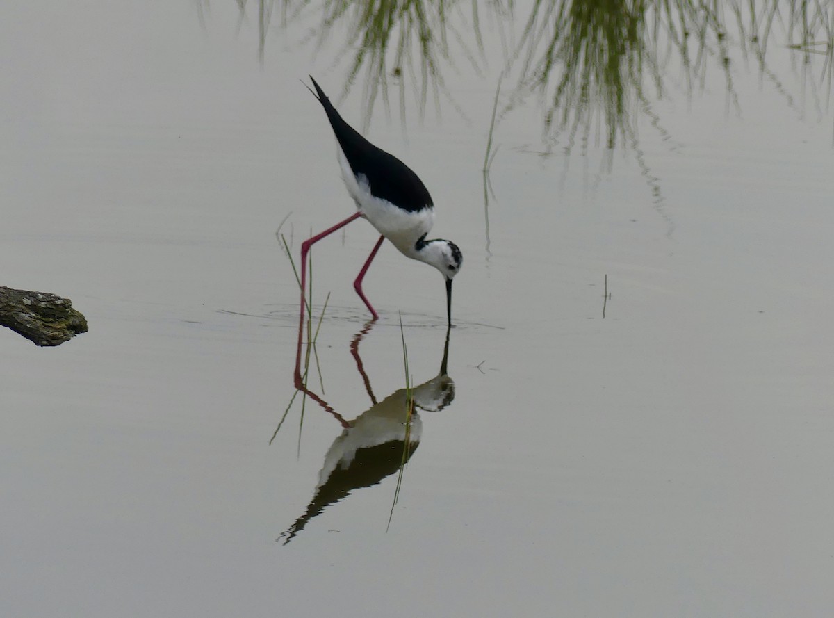 Black-winged Stilt - ML646258717