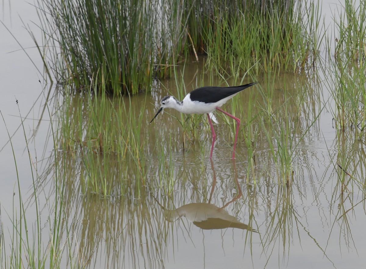 Black-winged Stilt - ML646258718