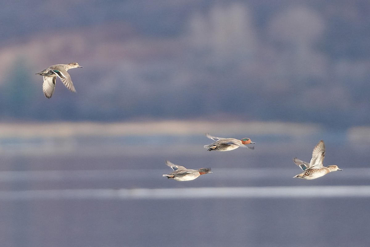 Green-winged Teal (American) - ML646258722