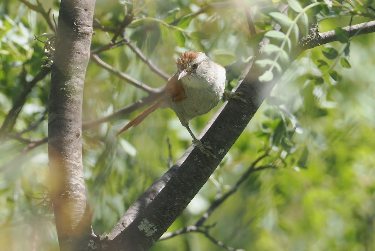 Bolivian Spinetail - ML646258726