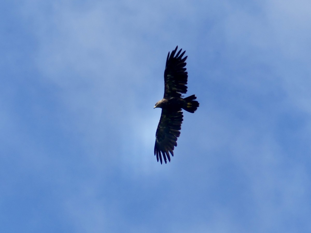 Lesser Spotted Eagle - ML646258727