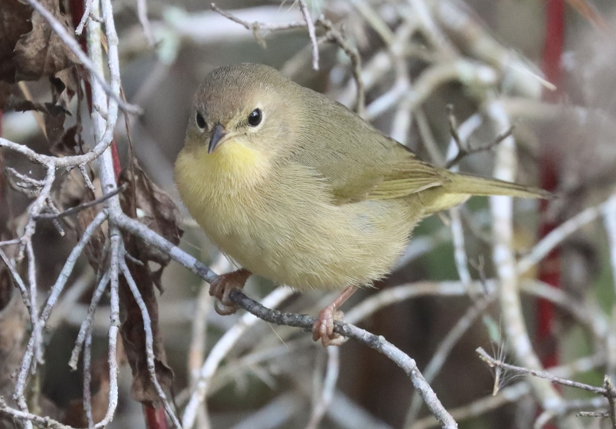 Common Yellowthroat - ML646258733