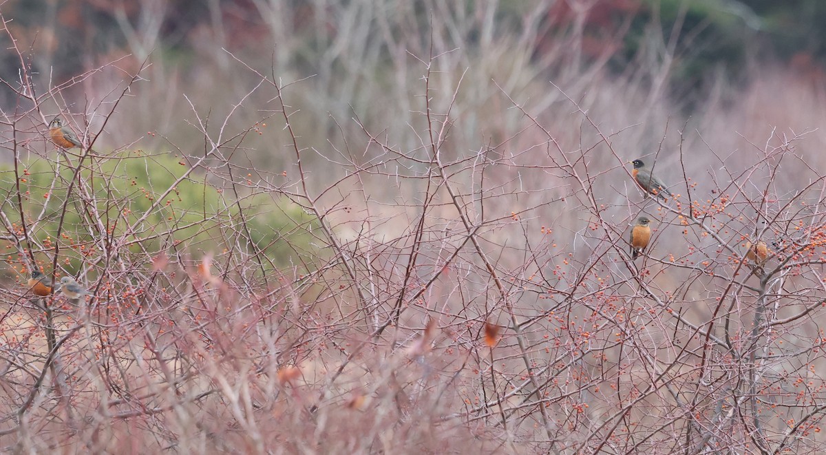 American Robin - ML646258734