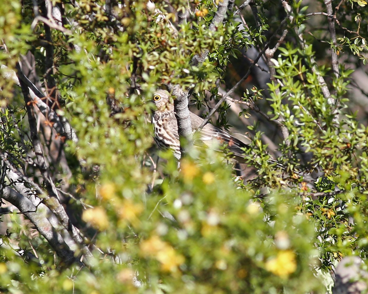 Sage Thrasher - ML646258736