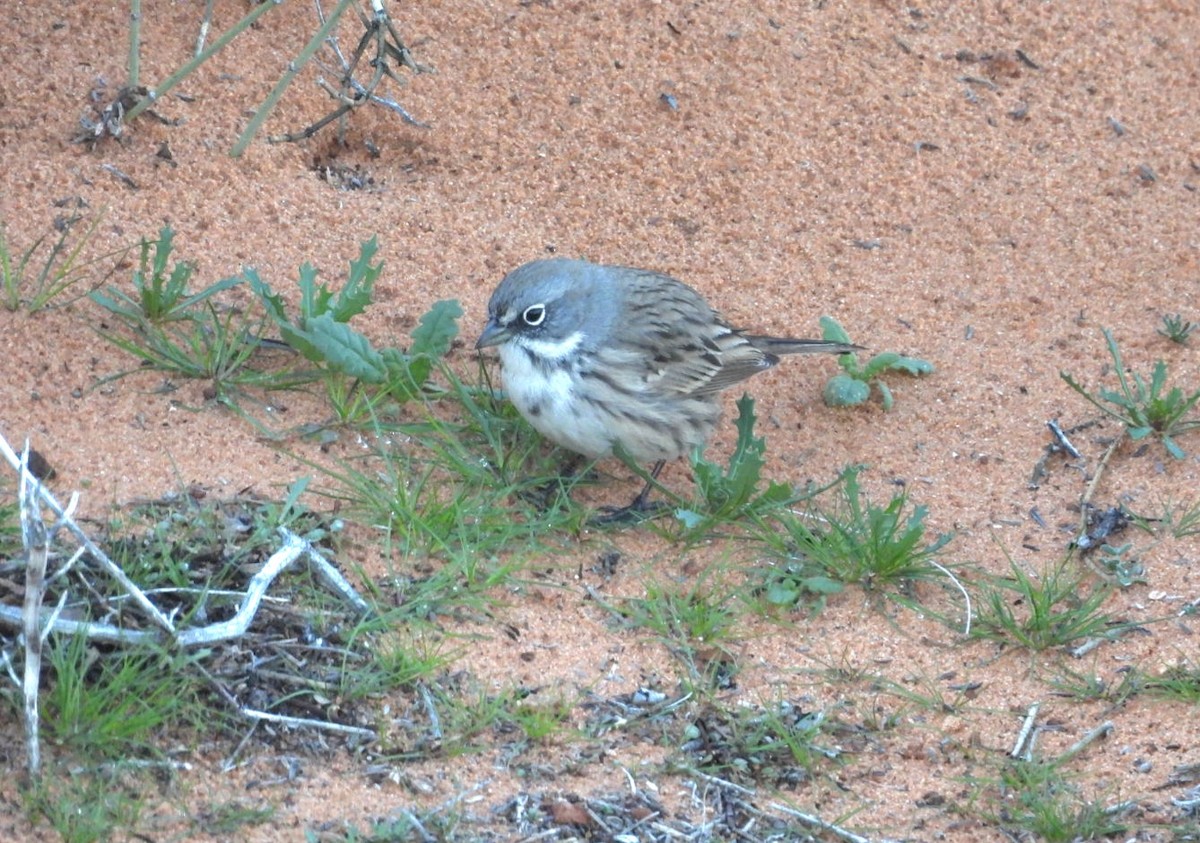 Sagebrush Sparrow - ML646258737