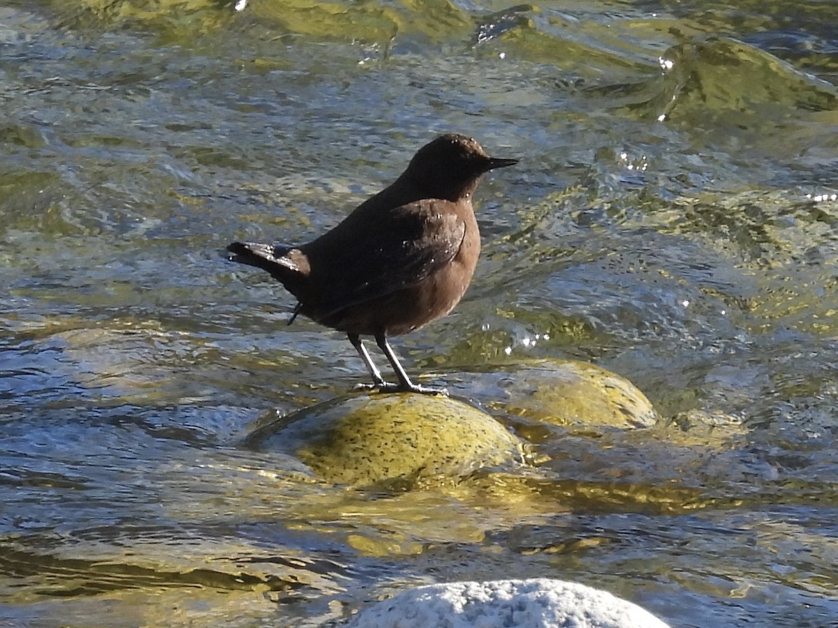 河烏 - ML646258738