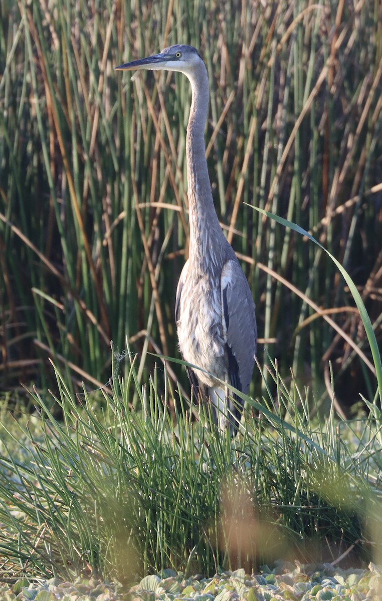 Grand Héron - ML646258743