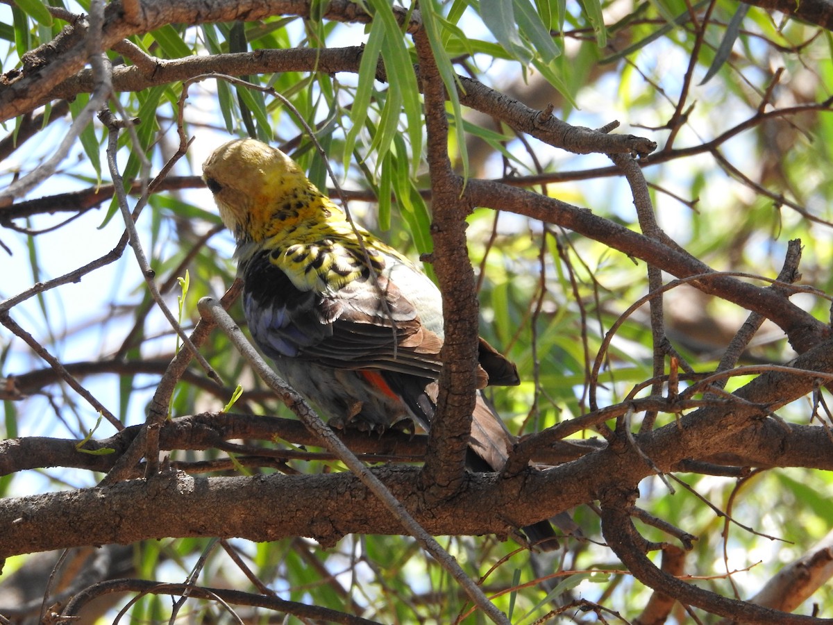 Pale-headed Rosella - ML646258744