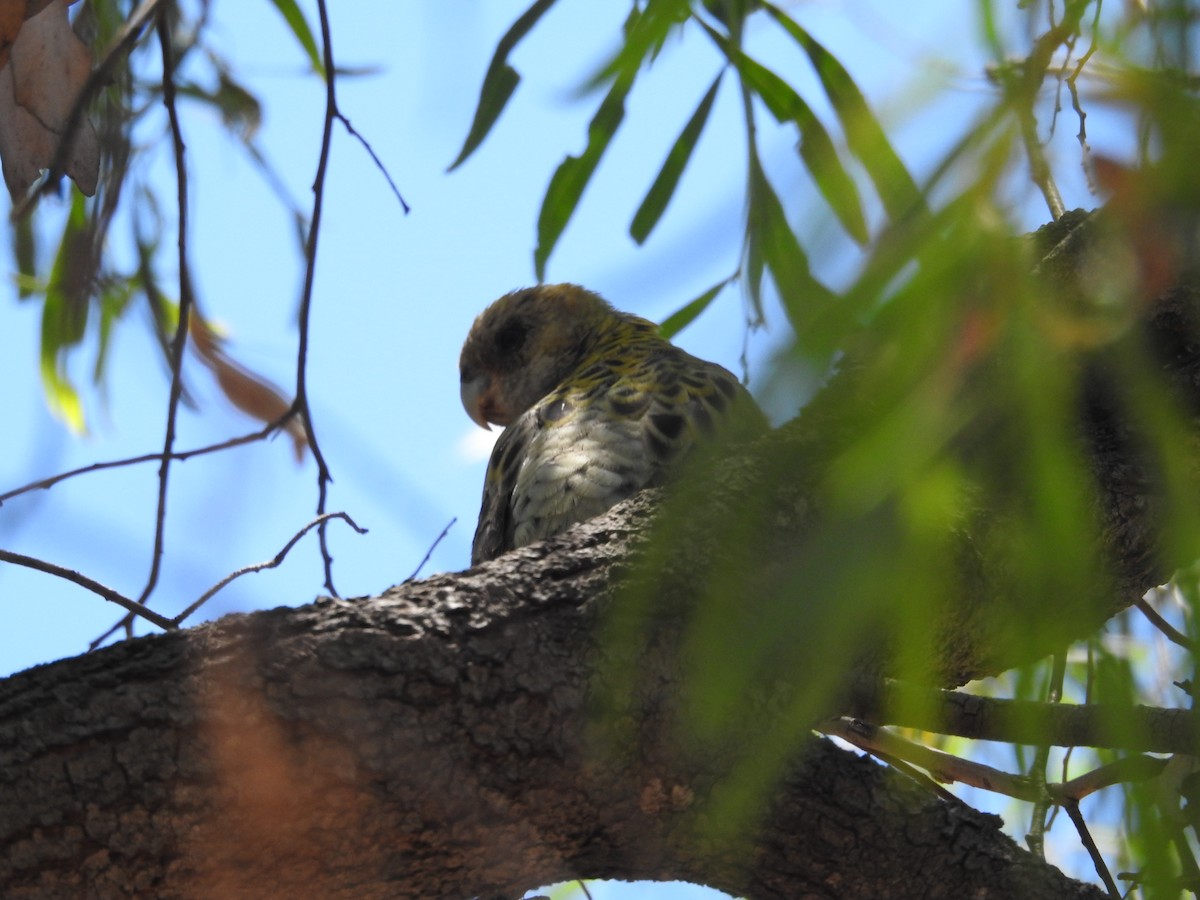Pale-headed Rosella - ML646258745