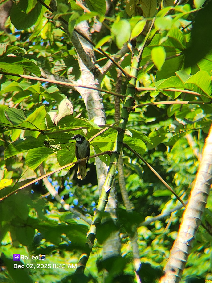 Black-headed Saltator - ML646258746