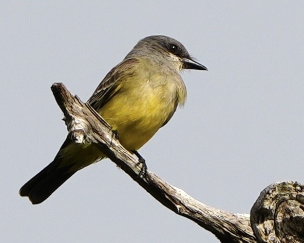 Cassin's Kingbird - ML646258747