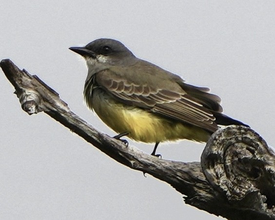 Cassin's Kingbird - ML646258748