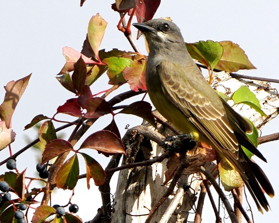 Cassin's Kingbird - ML646258749