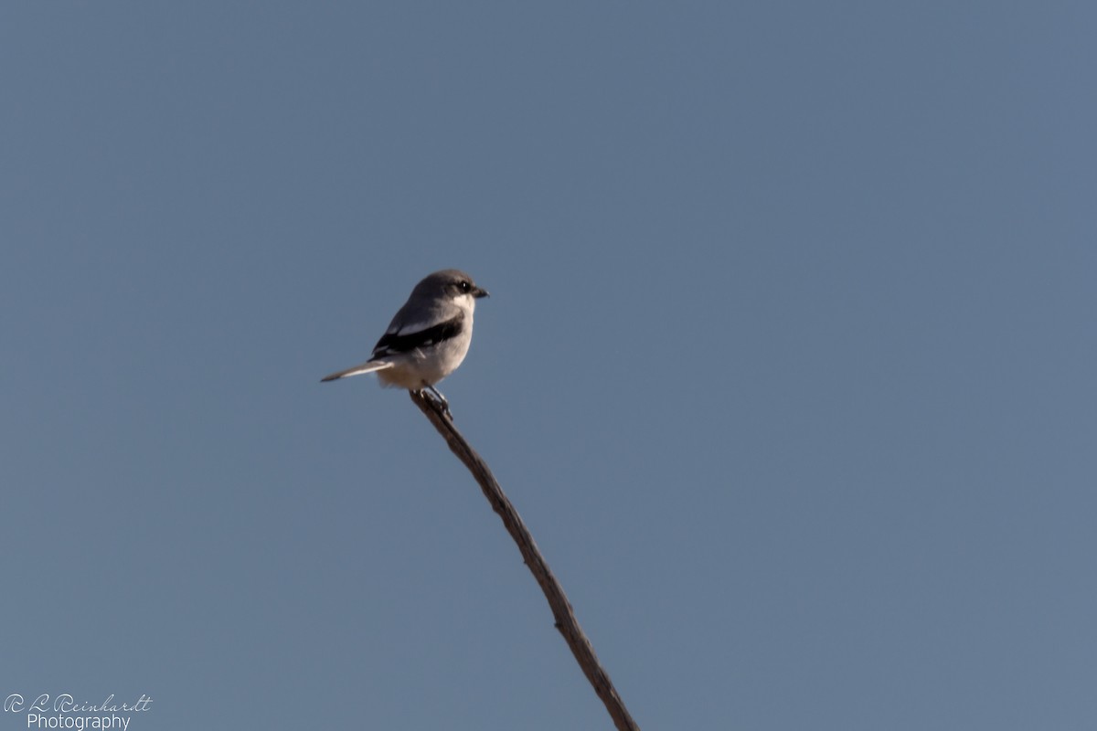Loggerhead Shrike - ML646258751