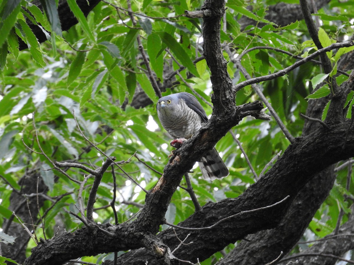Japanese Sparrowhawk - ML646258753