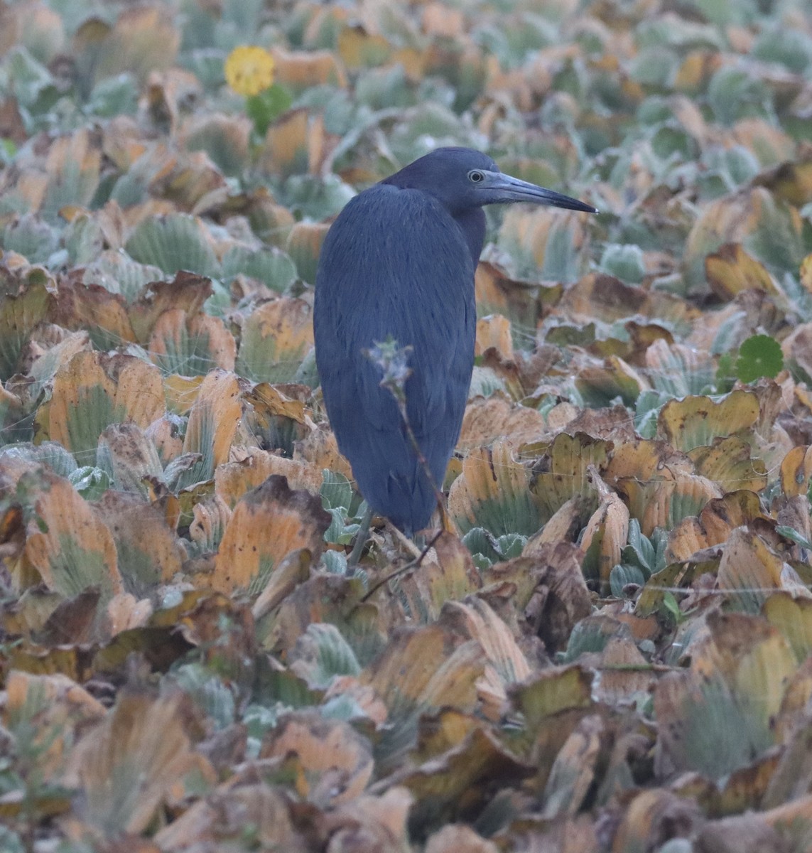 Aigrette bleue - ML646258755