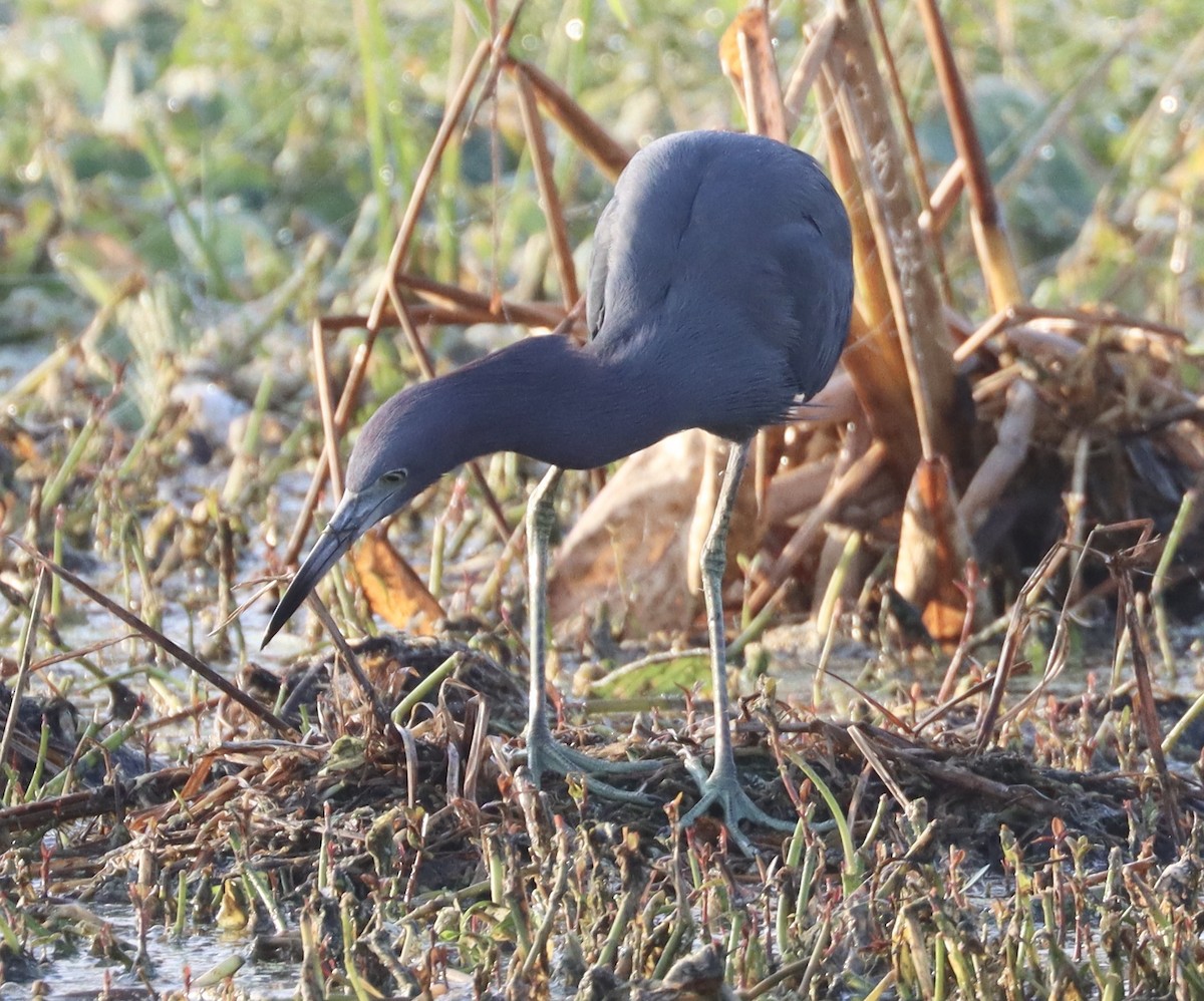 Aigrette bleue - ML646258756