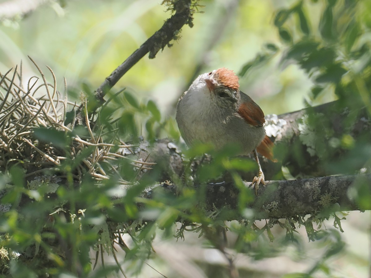 Bolivian Spinetail - ML646258758