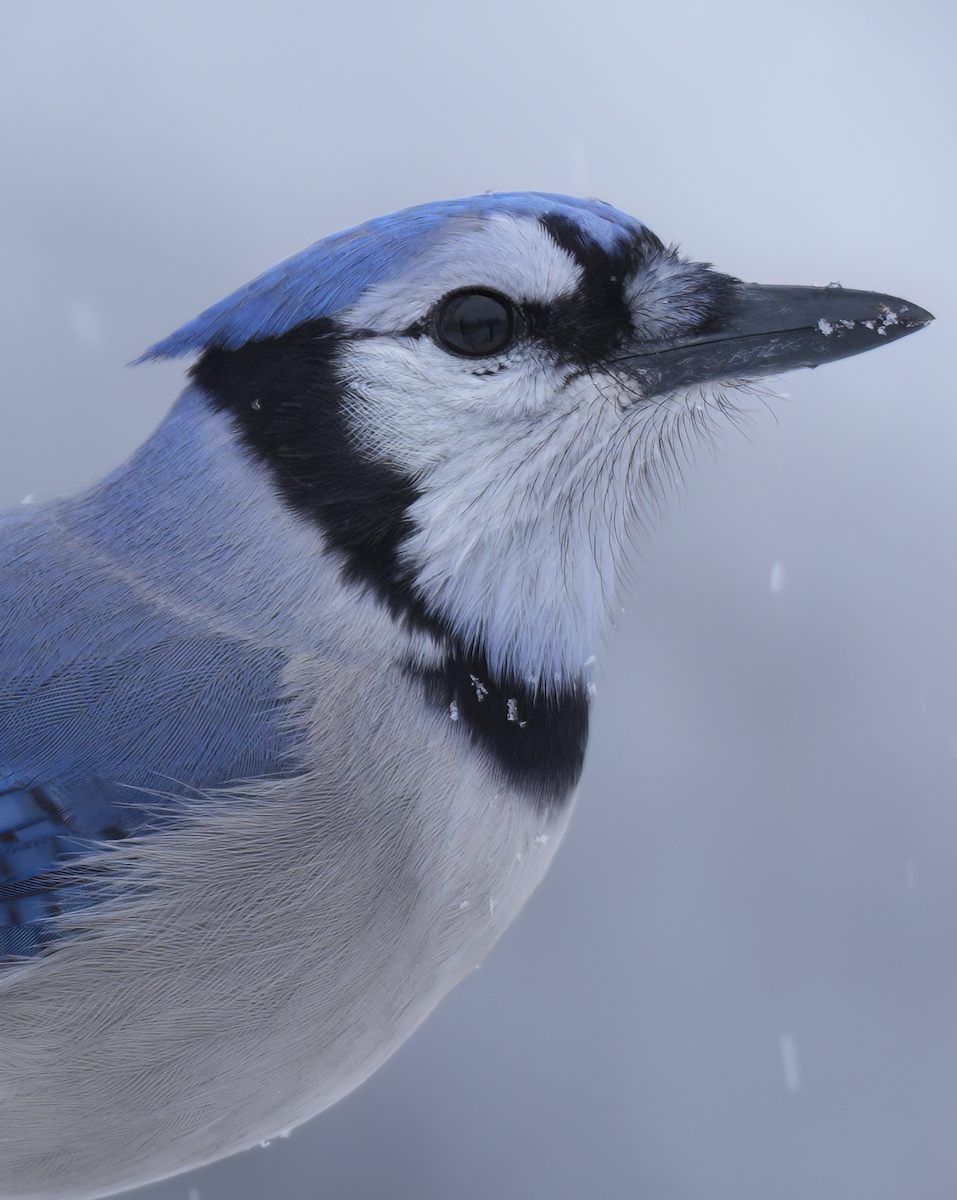 Blue Jay - ML646258760