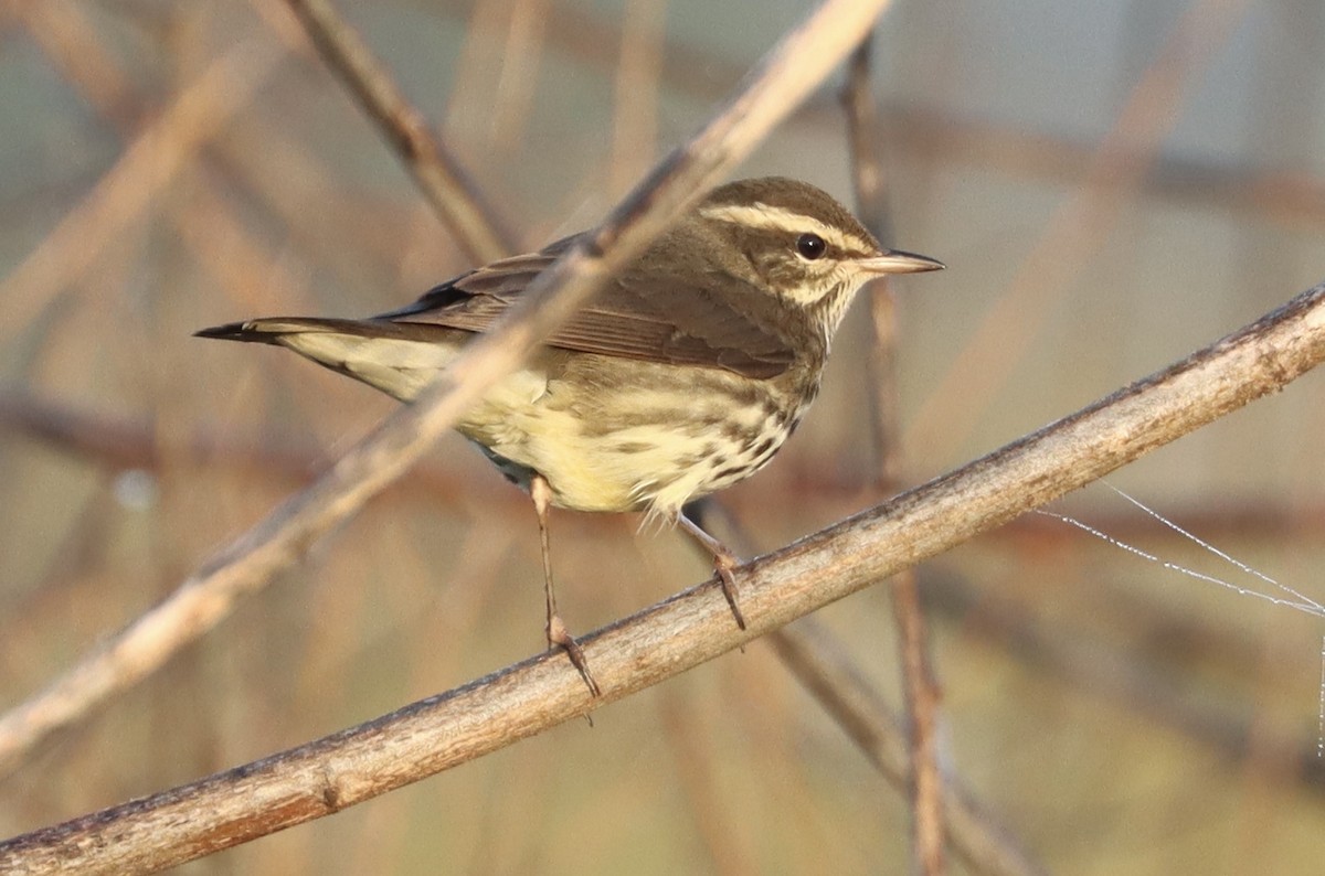 Northern Waterthrush - ML646258761