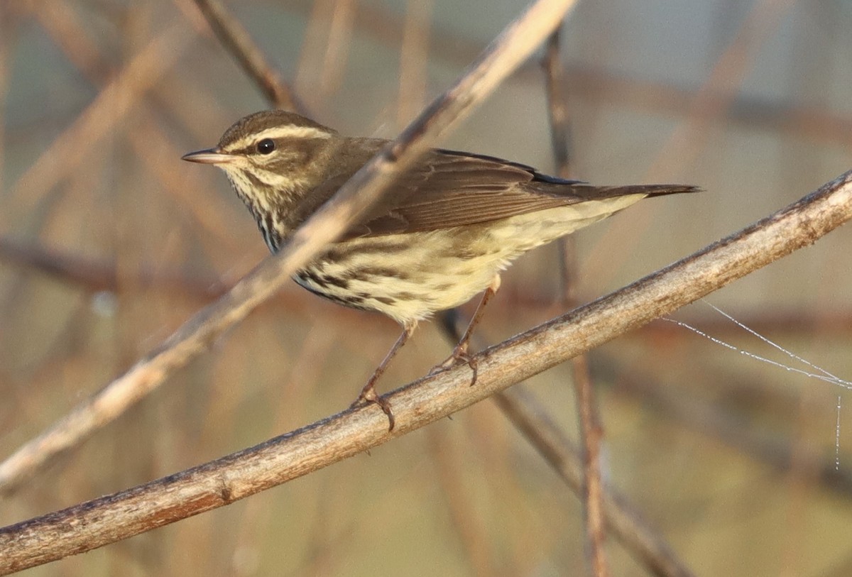 Northern Waterthrush - ML646258762