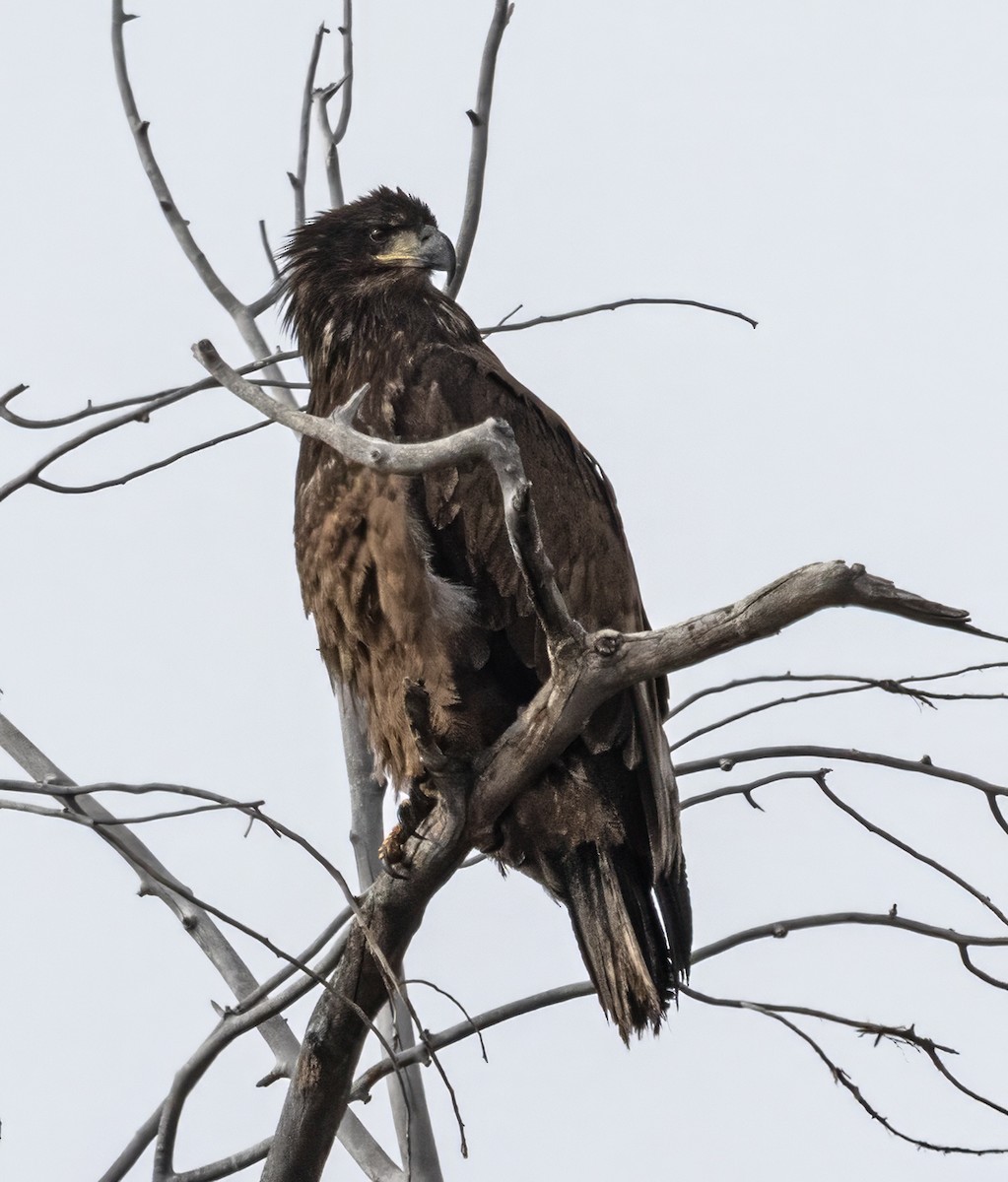 Bald Eagle - ML646258766