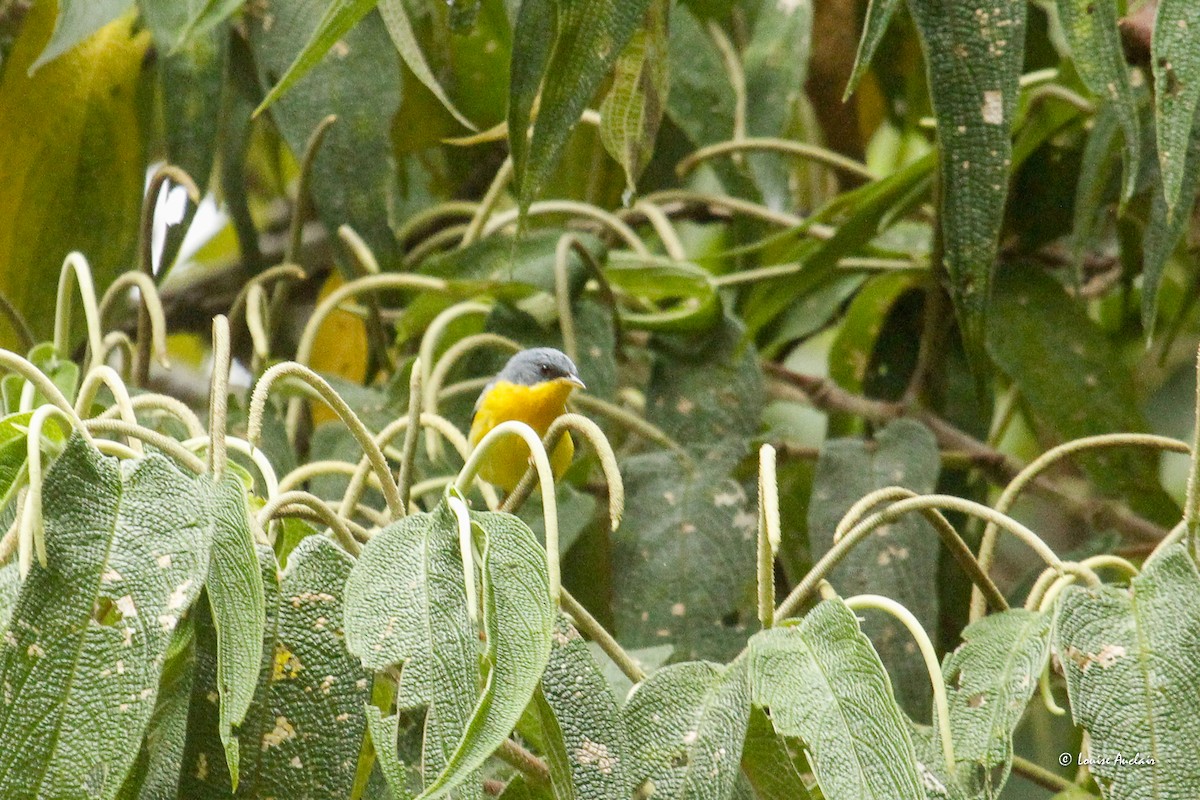 Tropical Parula - ML646258767