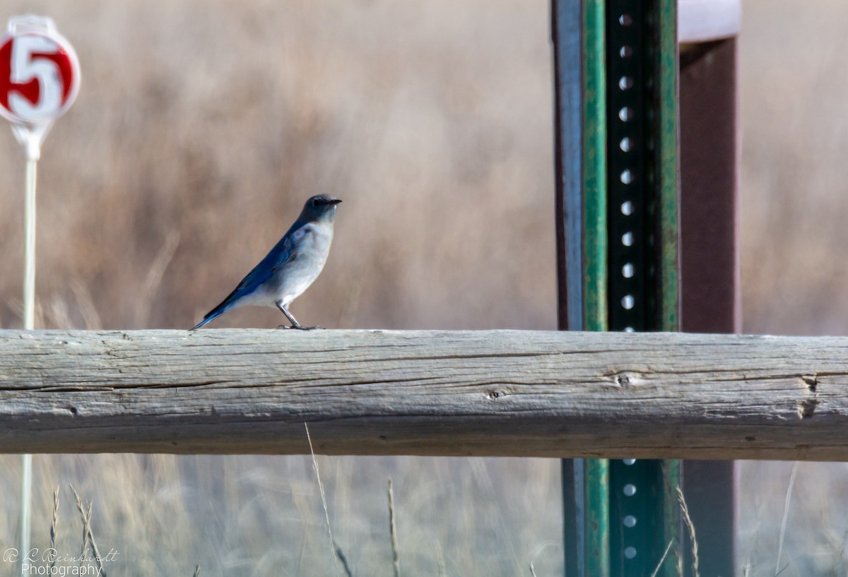 Mountain Bluebird - ML646258768
