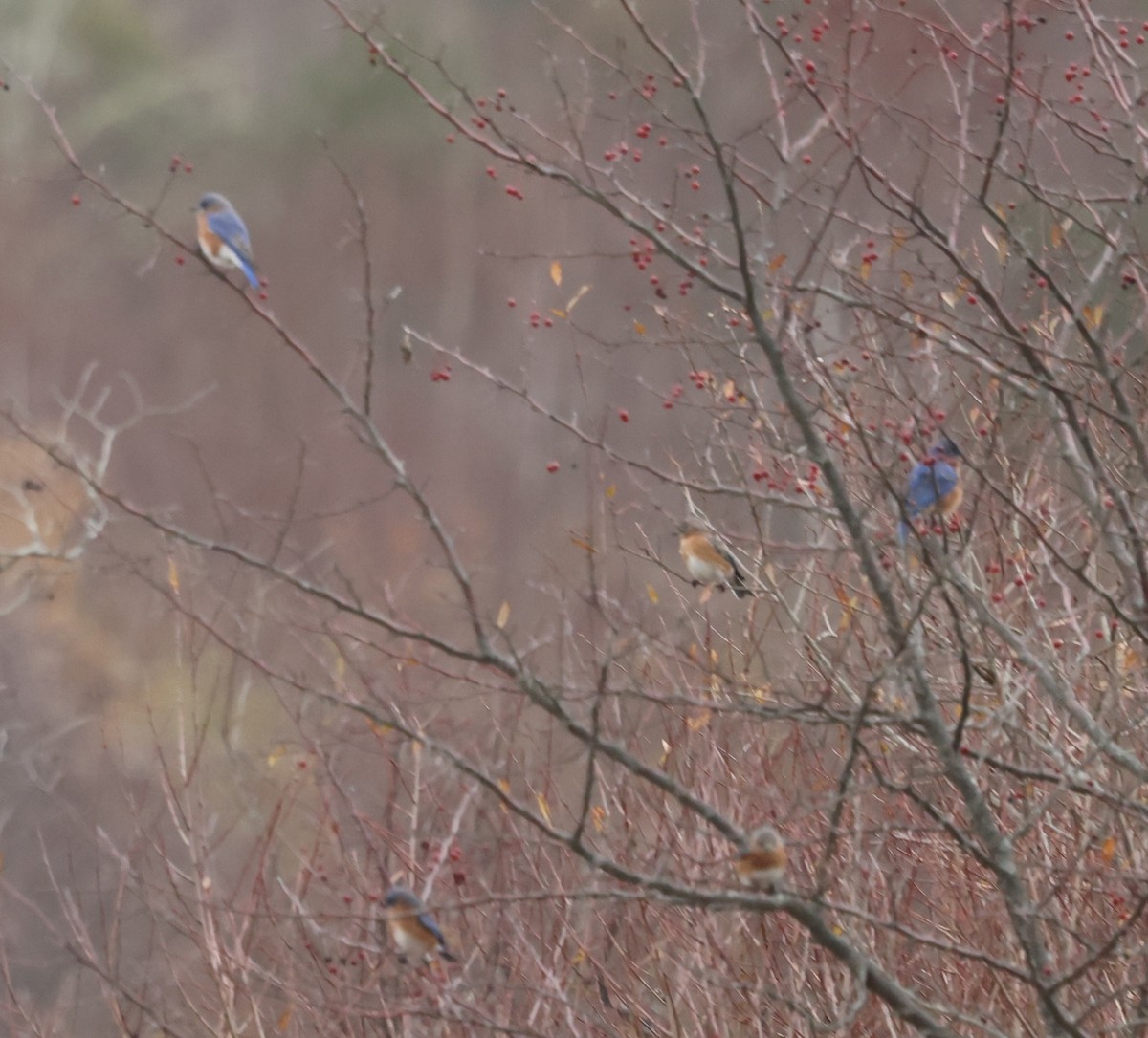 Eastern Bluebird - ML646258770