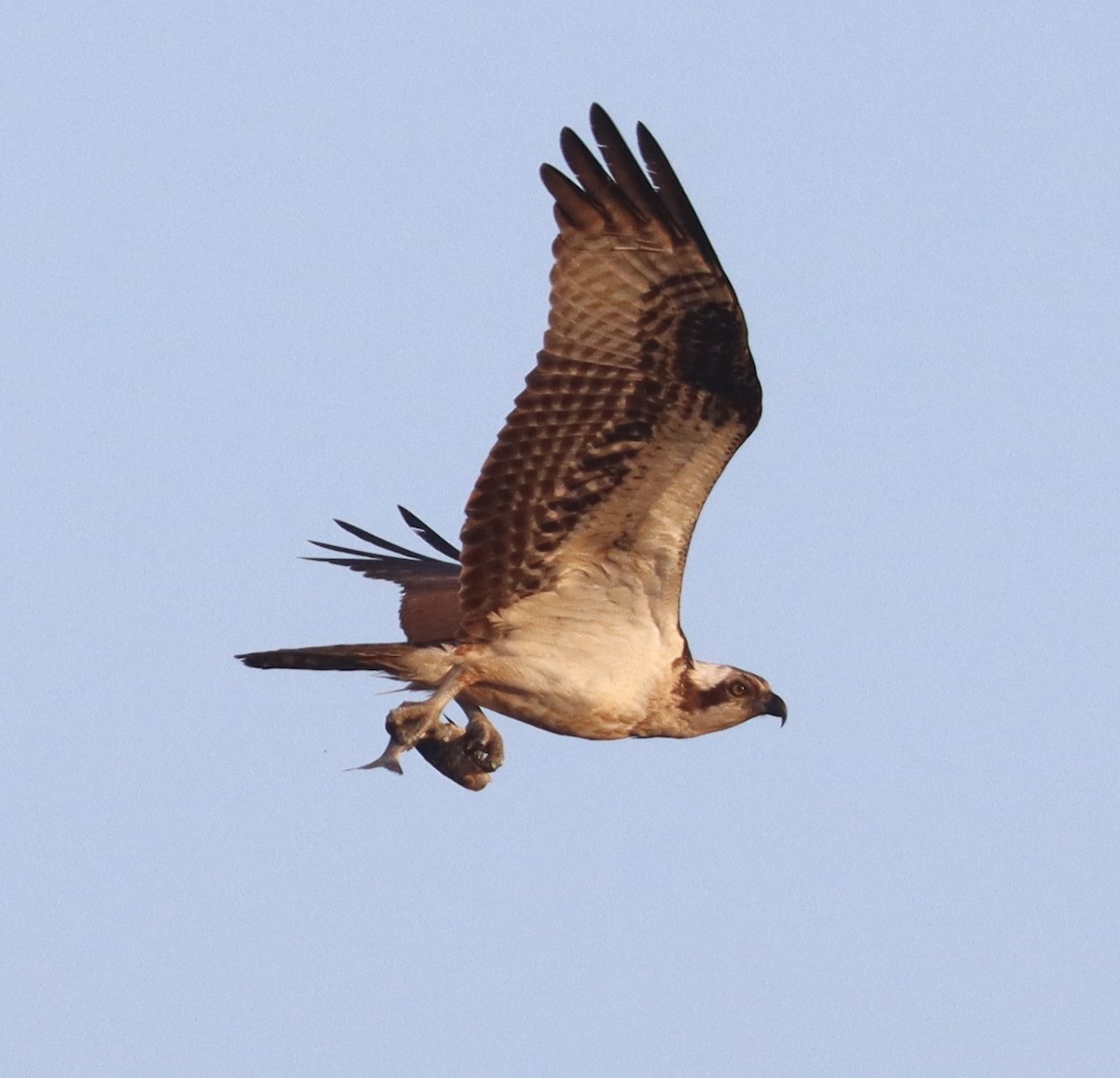 Balbuzard pêcheur - ML646258773