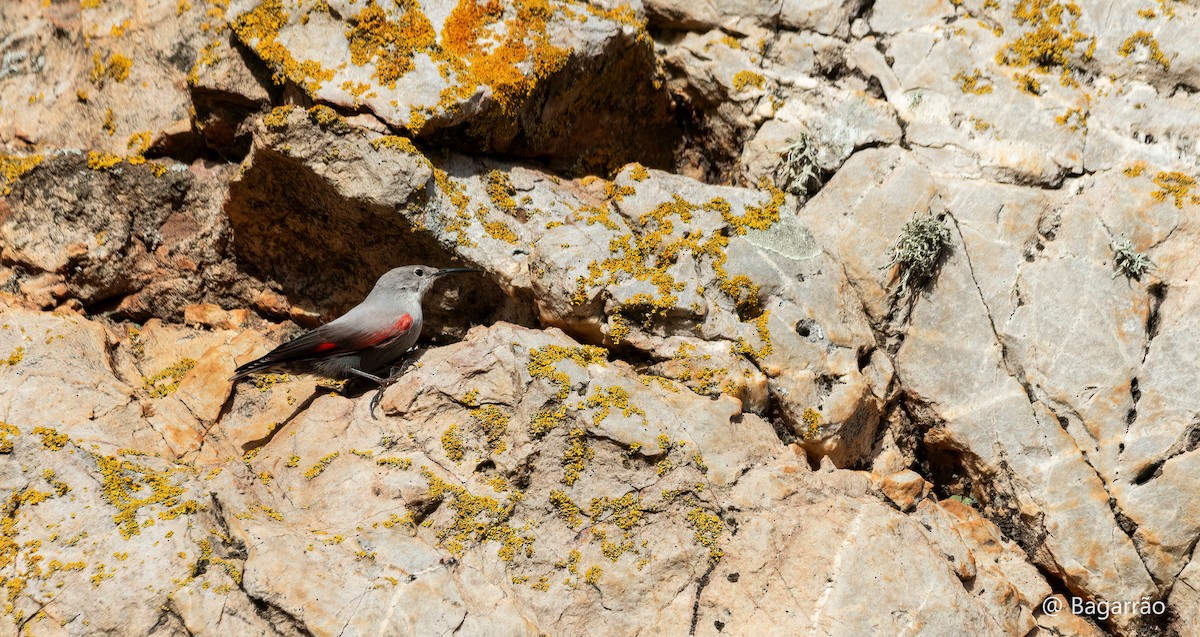 Wallcreeper - ML646258774