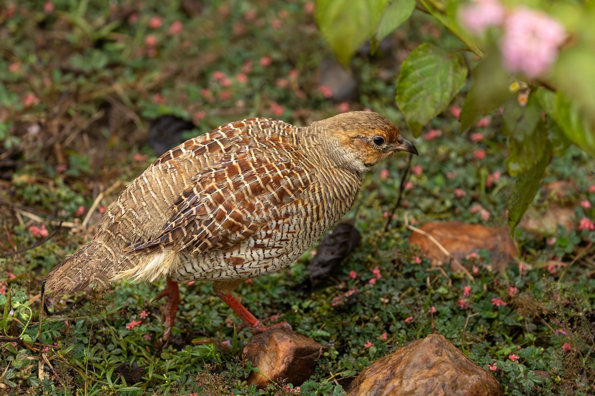 Gray Francolin - ML646258775