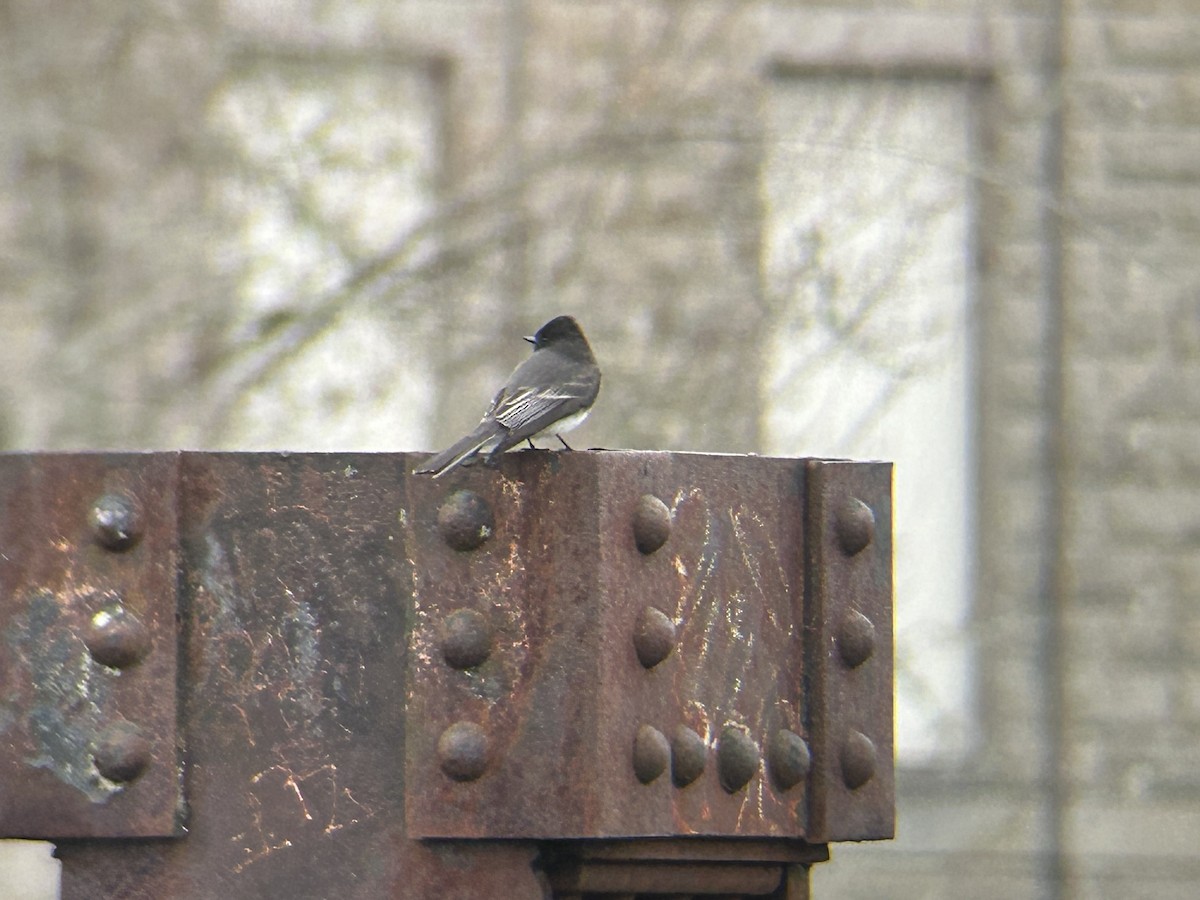 Schwarzkopf-Phoebetyrann - ML646258777