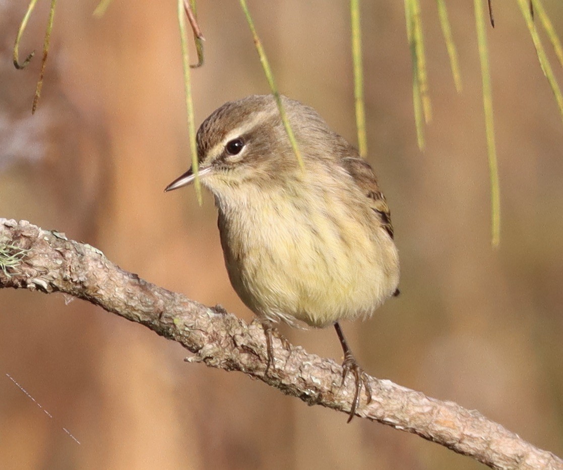 Paruline à couronne rousse (palmarum) - ML646258778