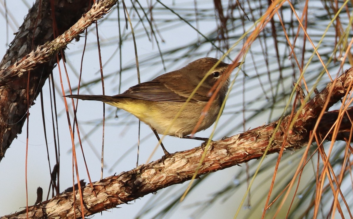 Paruline à couronne rousse (palmarum) - ML646258779