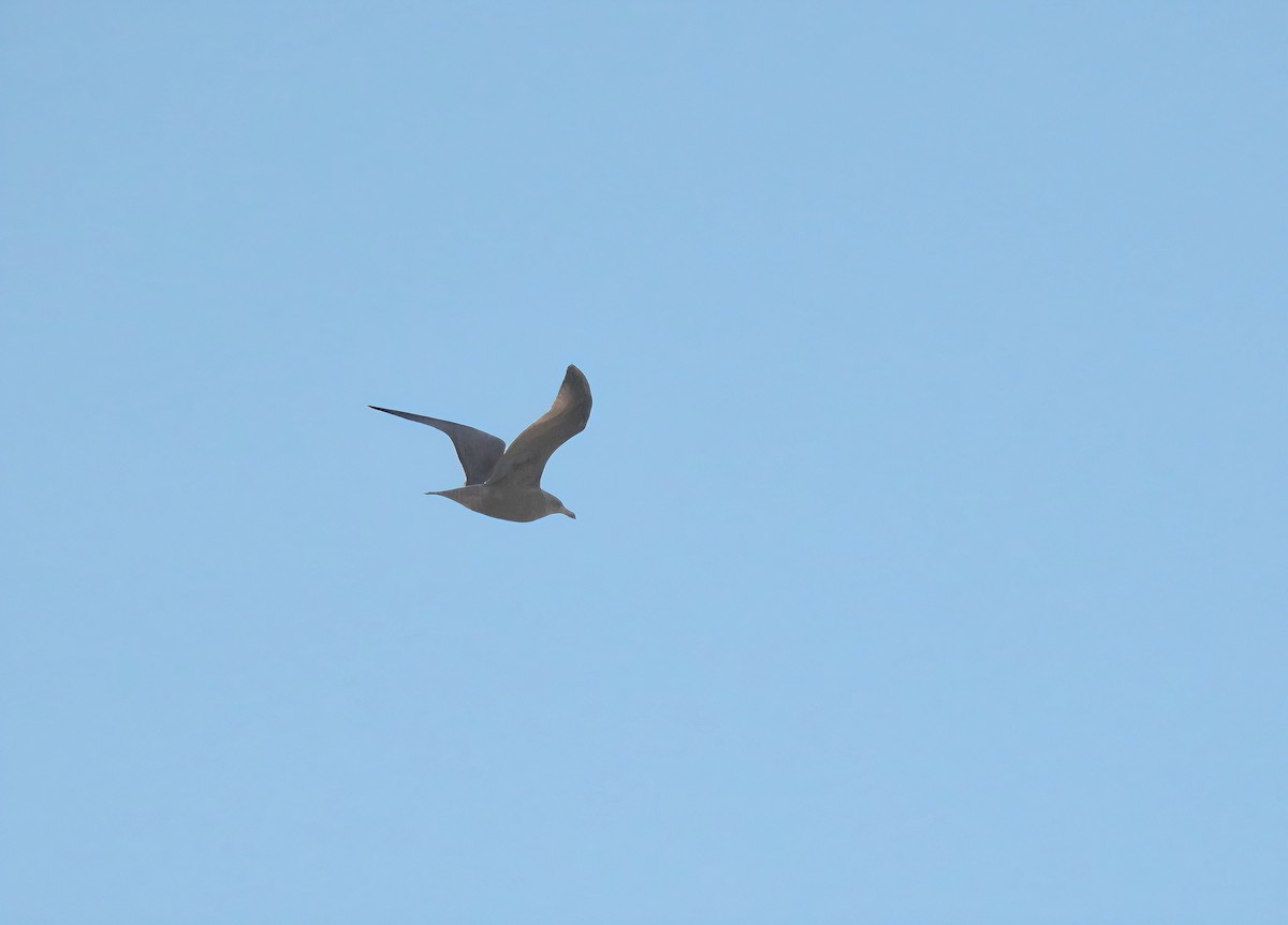 California Gull - ML646258781