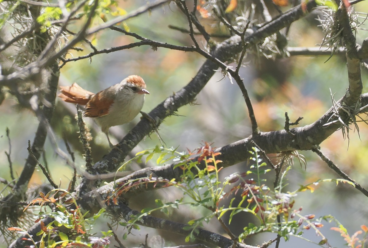 Bolivian Spinetail - ML646258783