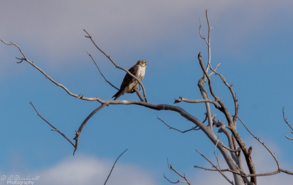 Prairie Falcon - ML646258784