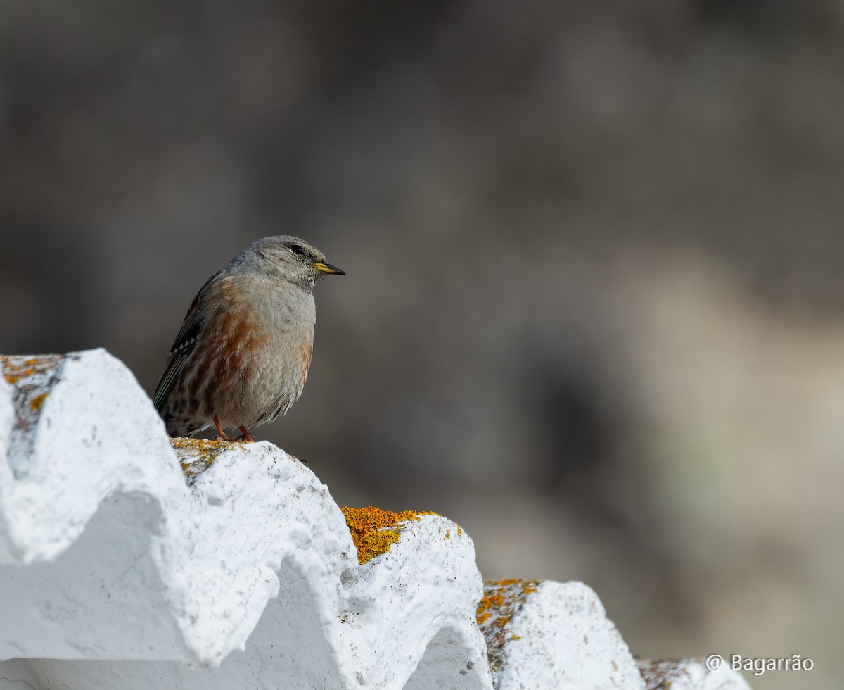 Alpine Accentor - ML646258786