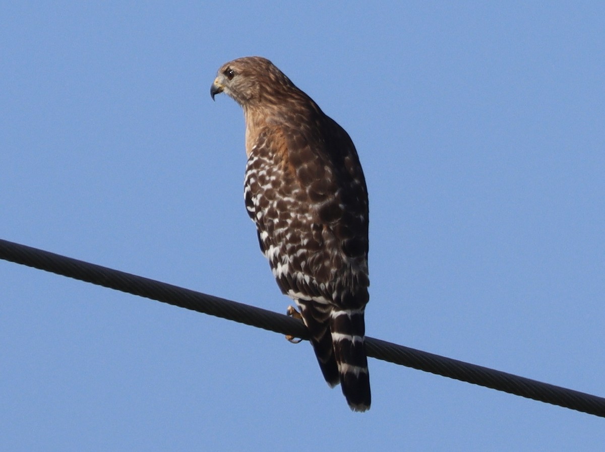 Buse à épaulettes - ML646258787