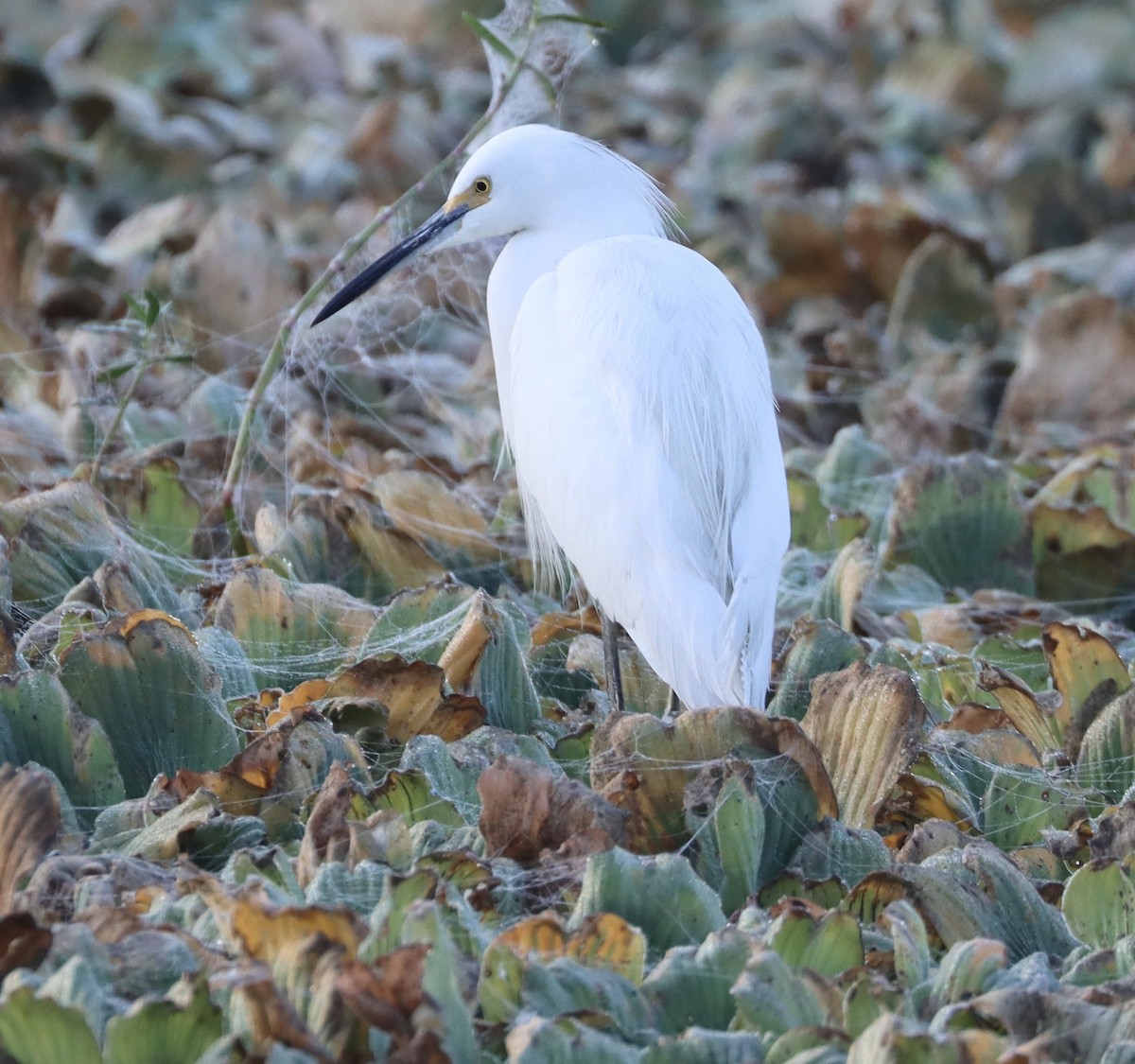 Aigrette neigeuse - ML646258789