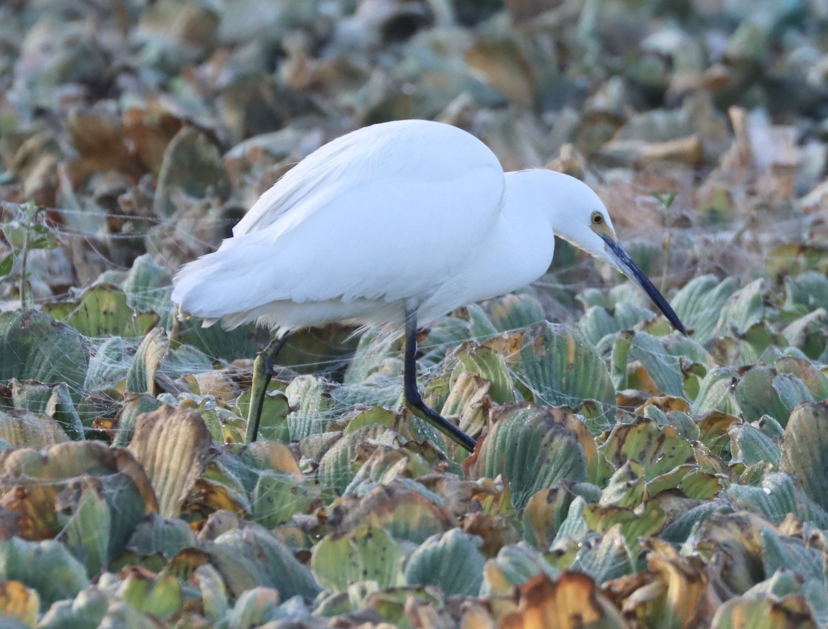 Aigrette neigeuse - ML646258790