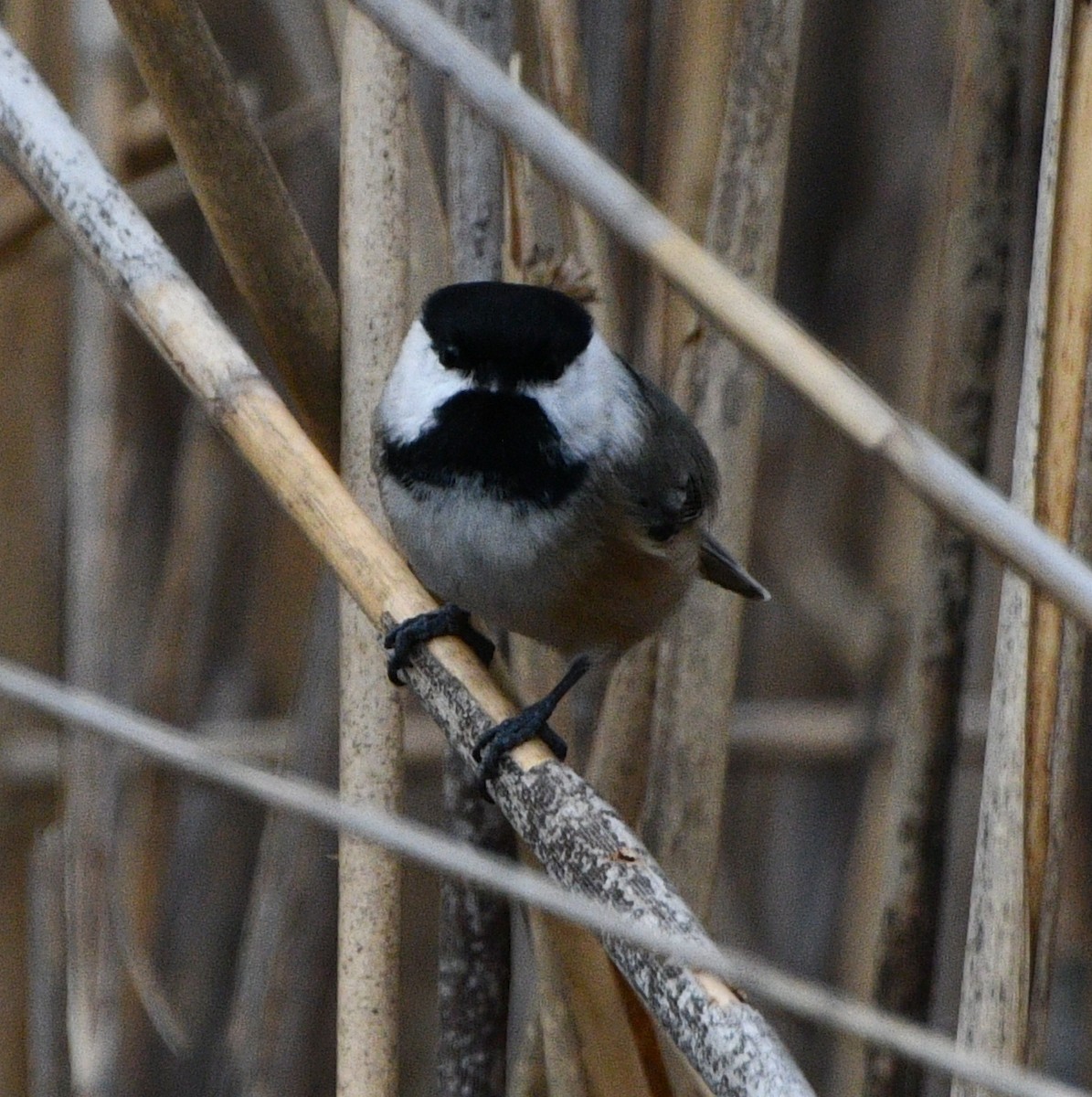 amerikameis - ML646258791