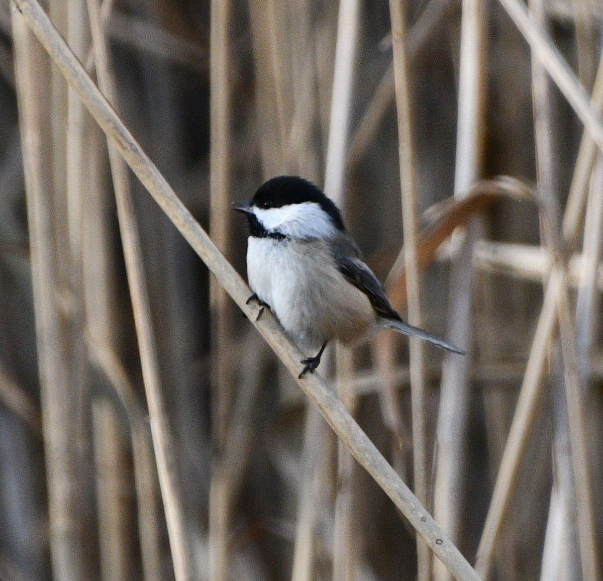 amerikameis - ML646258792