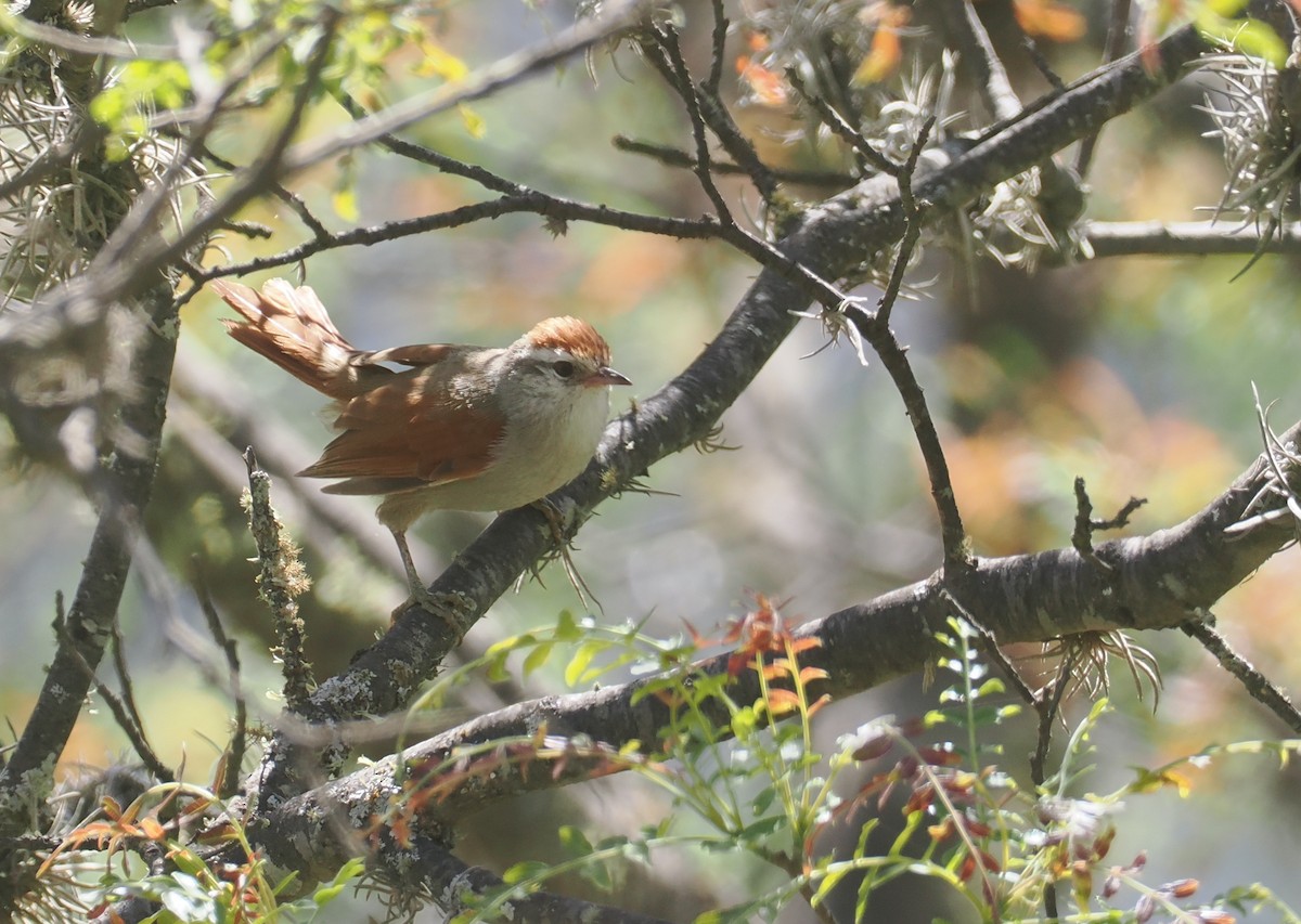Bolivian Spinetail - ML646258793